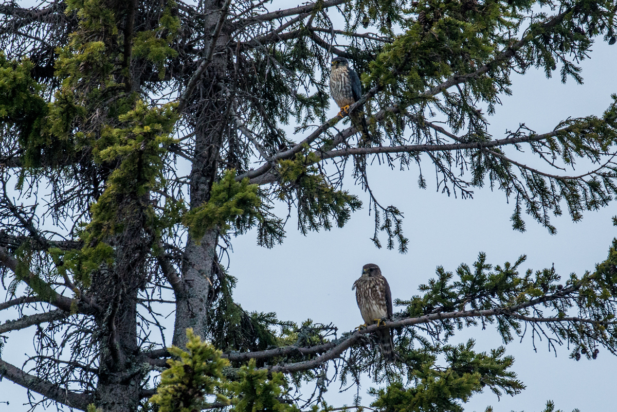 Minnesota birding extravaganza con't (29 images)