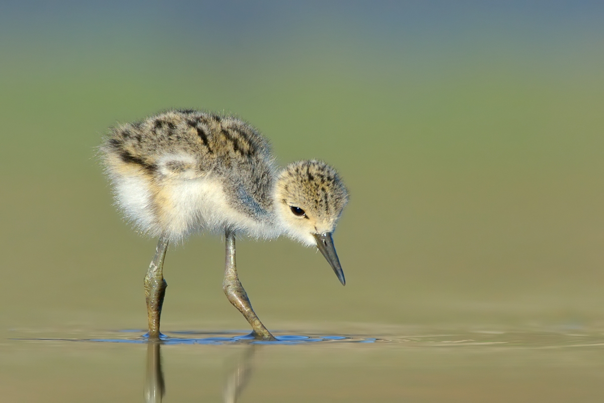 Black-necked Stilt Toddlers