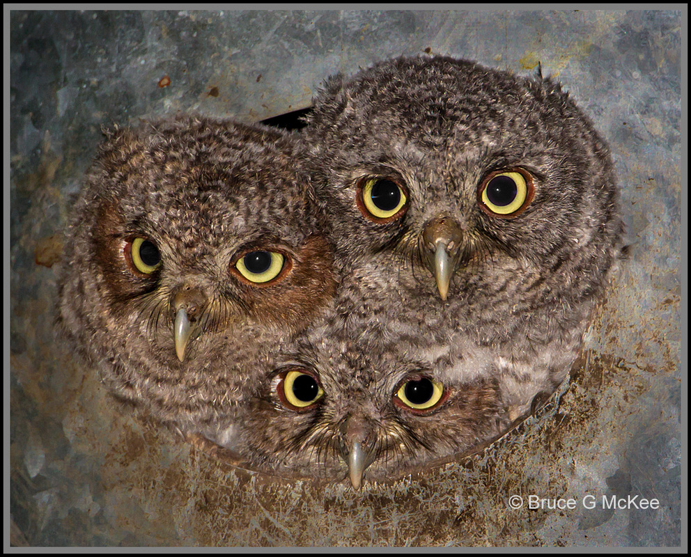 Eastern Screech Owls at Night