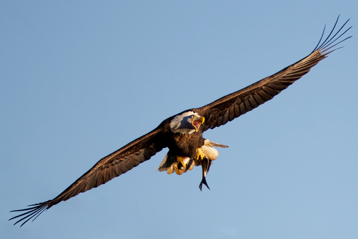 One Pissed Off Bald Eagle!