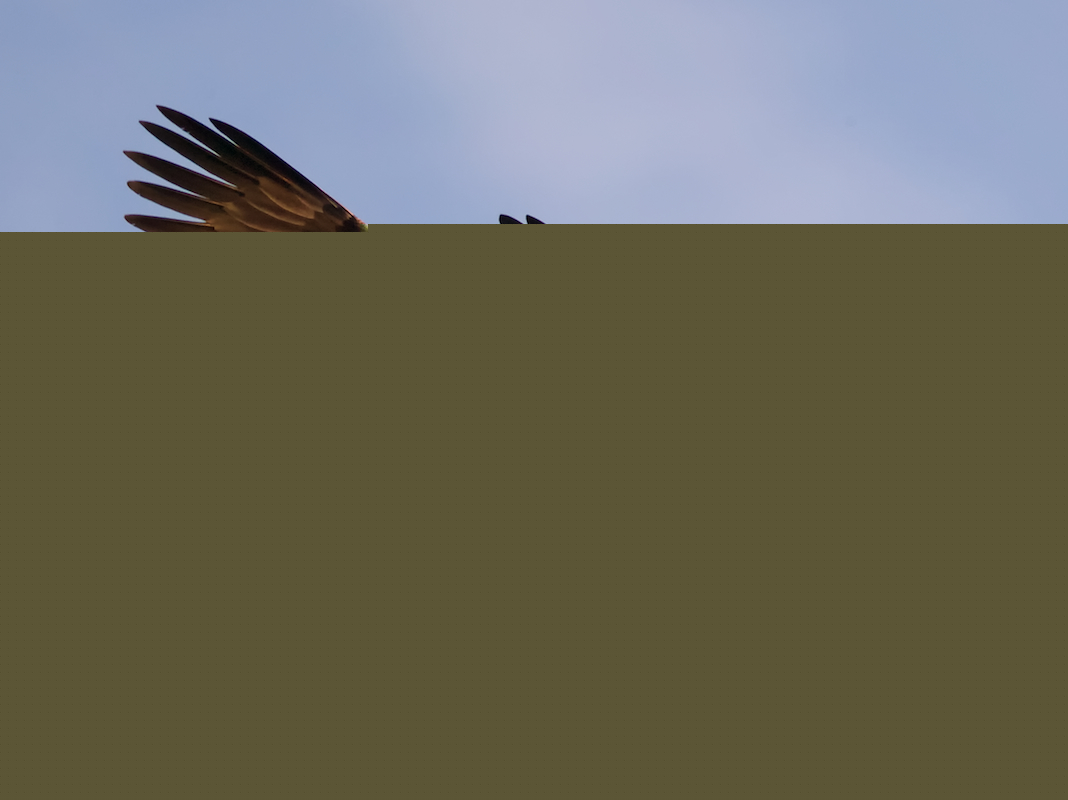 Eagles: Early Morning Light &amp; Dive Bombs (11)