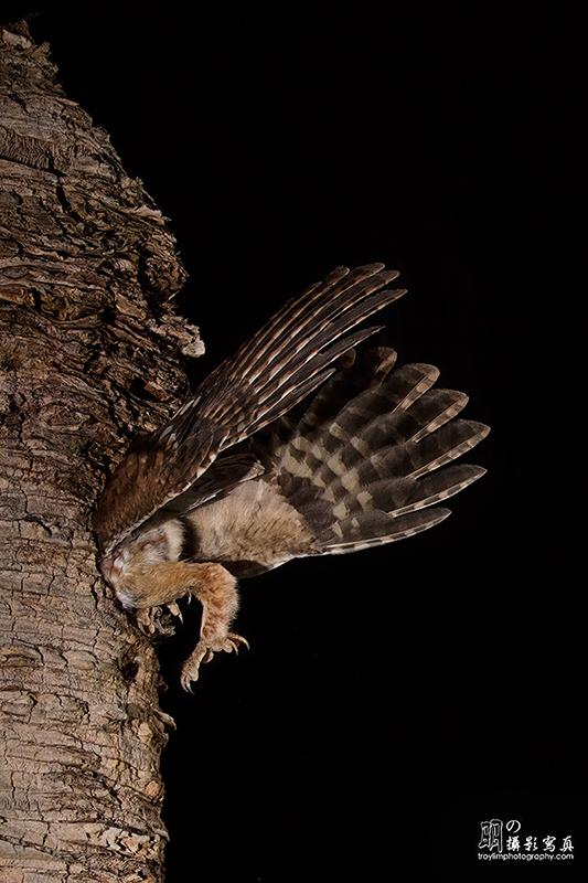 Eastern Screech Owl