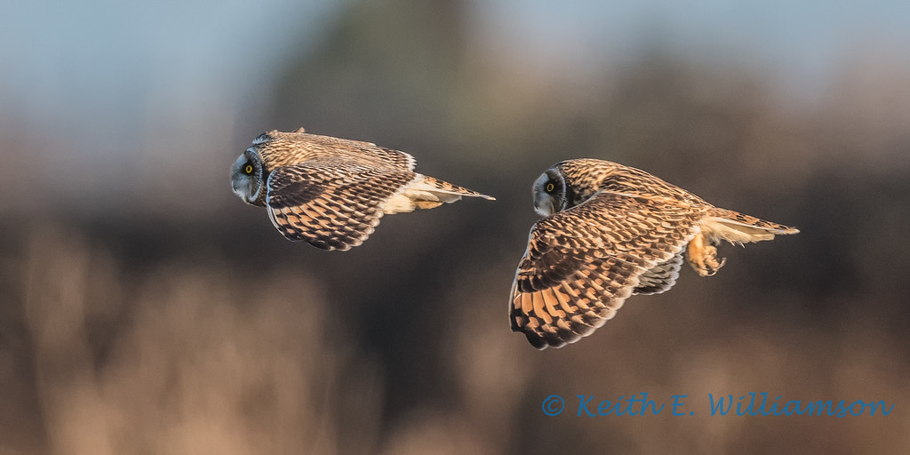Leque Island (Short-eared Owls and Northern Harriers)