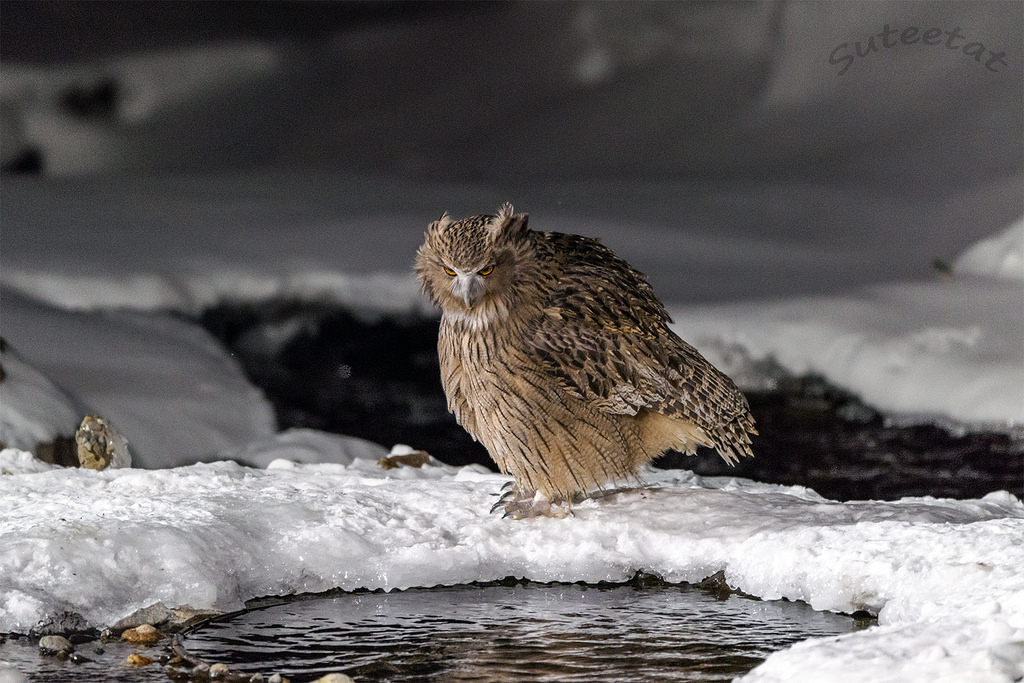 Blakiston's Fish Owl, Rausu, Japan