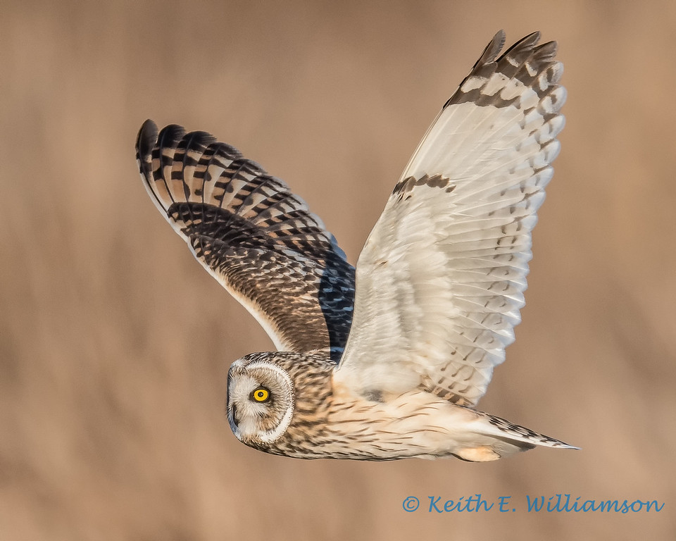 Short-eared Owls in flight