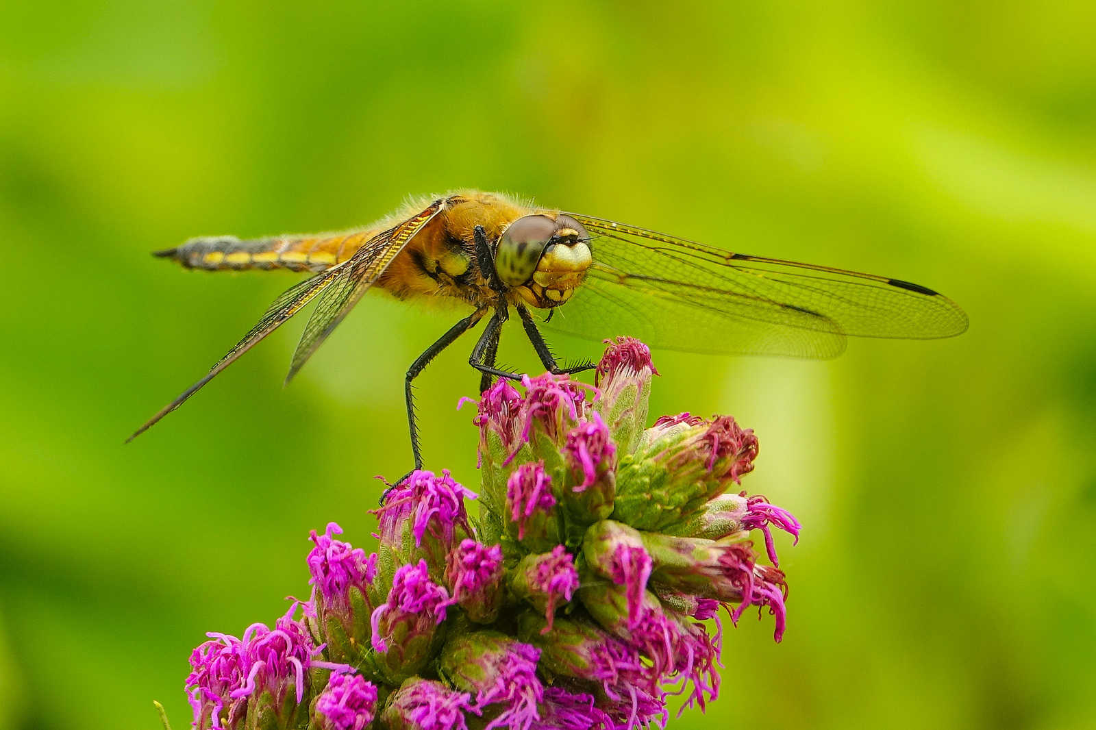 Dragonflies