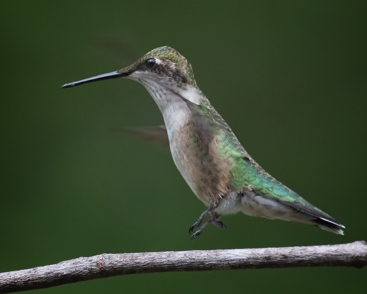 Things A Hummingbird Likes To Do  ------ (31)
