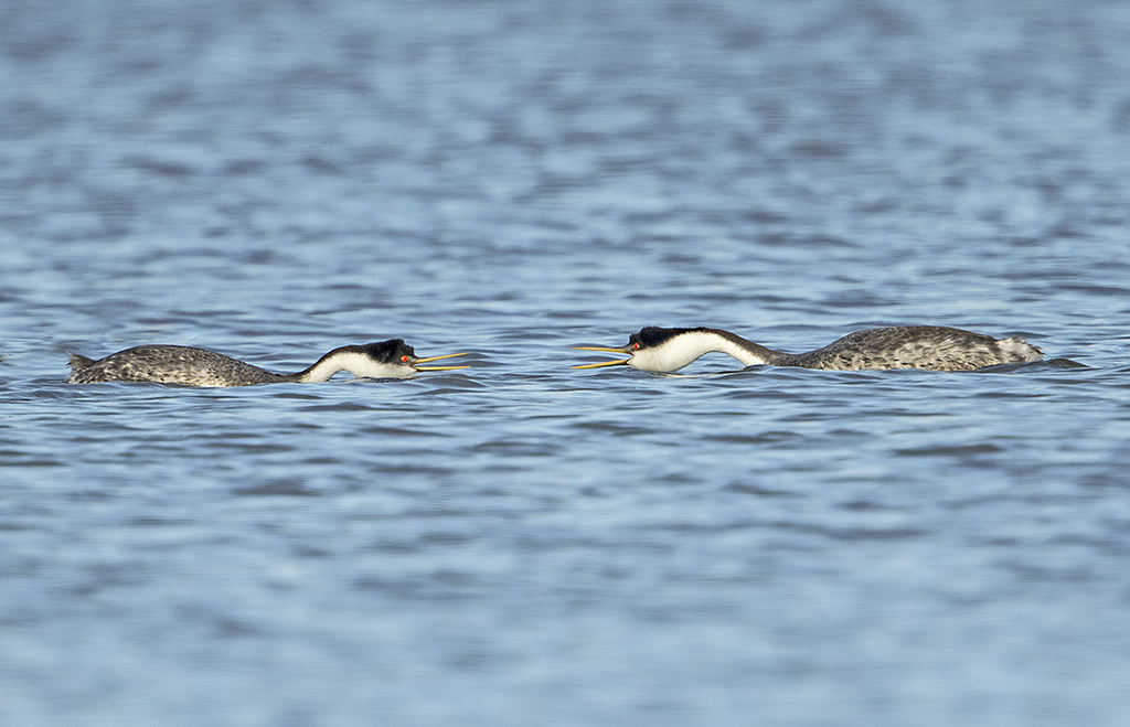 Western Grebe Rushing Before Sunset