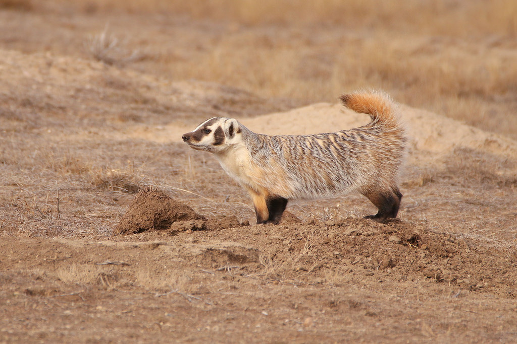 Badger in the Badlands