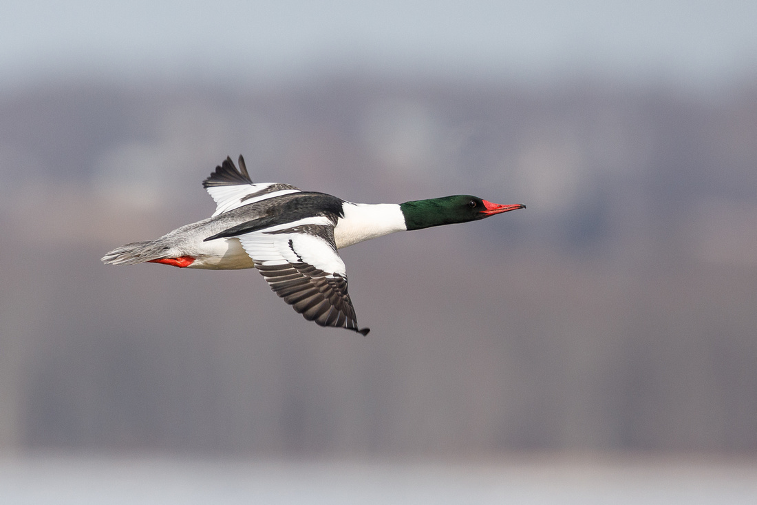 Northern Migration has started