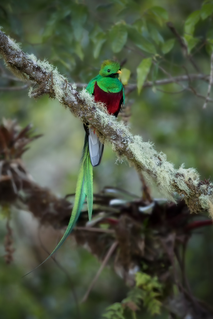 A few 600mm shots from Costa Rica