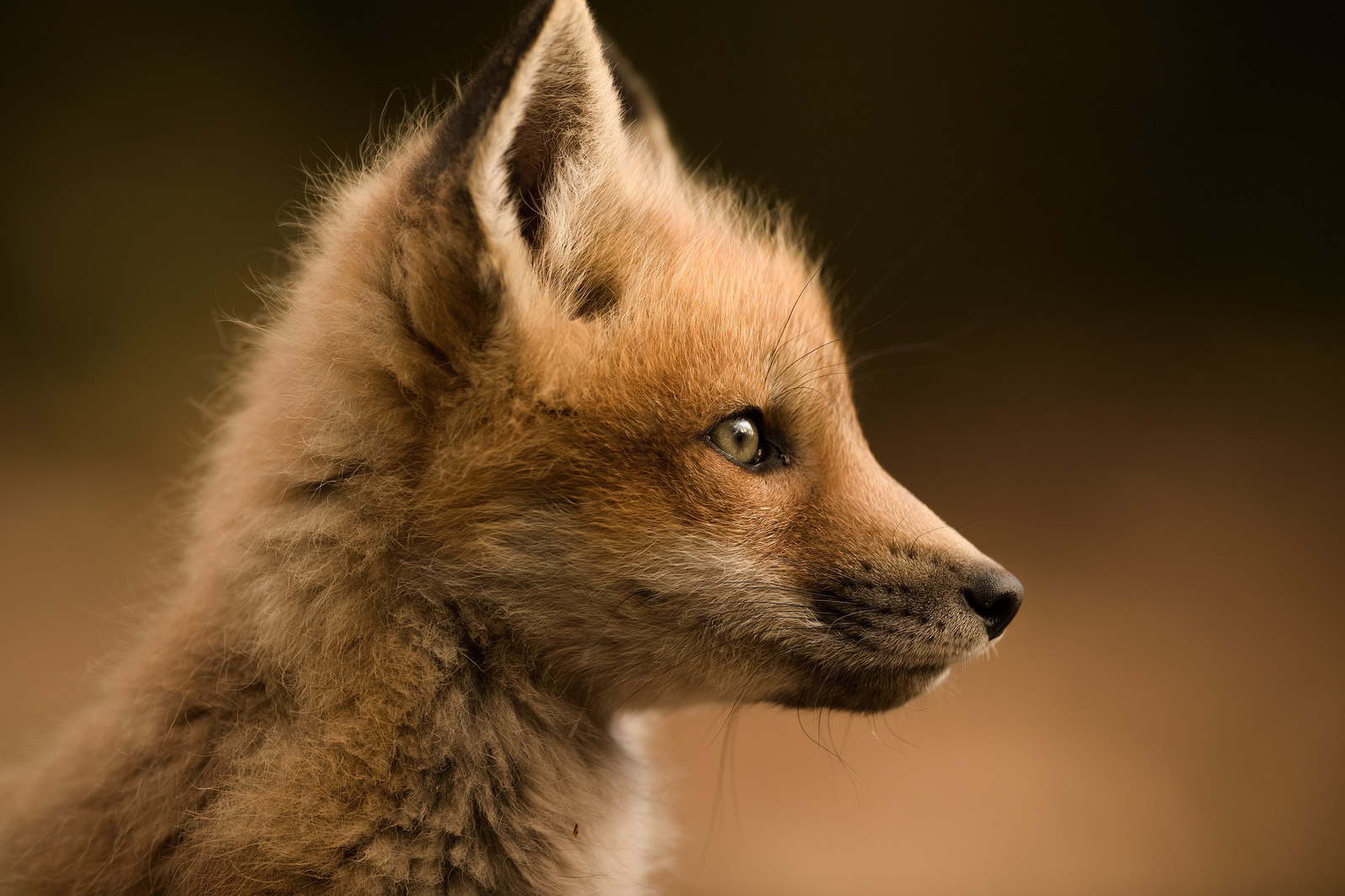 Portrait of the cutest fox kits :)  New pictures added