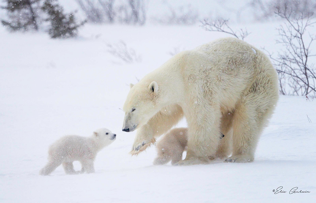 Polar Bear and Cubs....the next generation epilogue(added 4 pix)