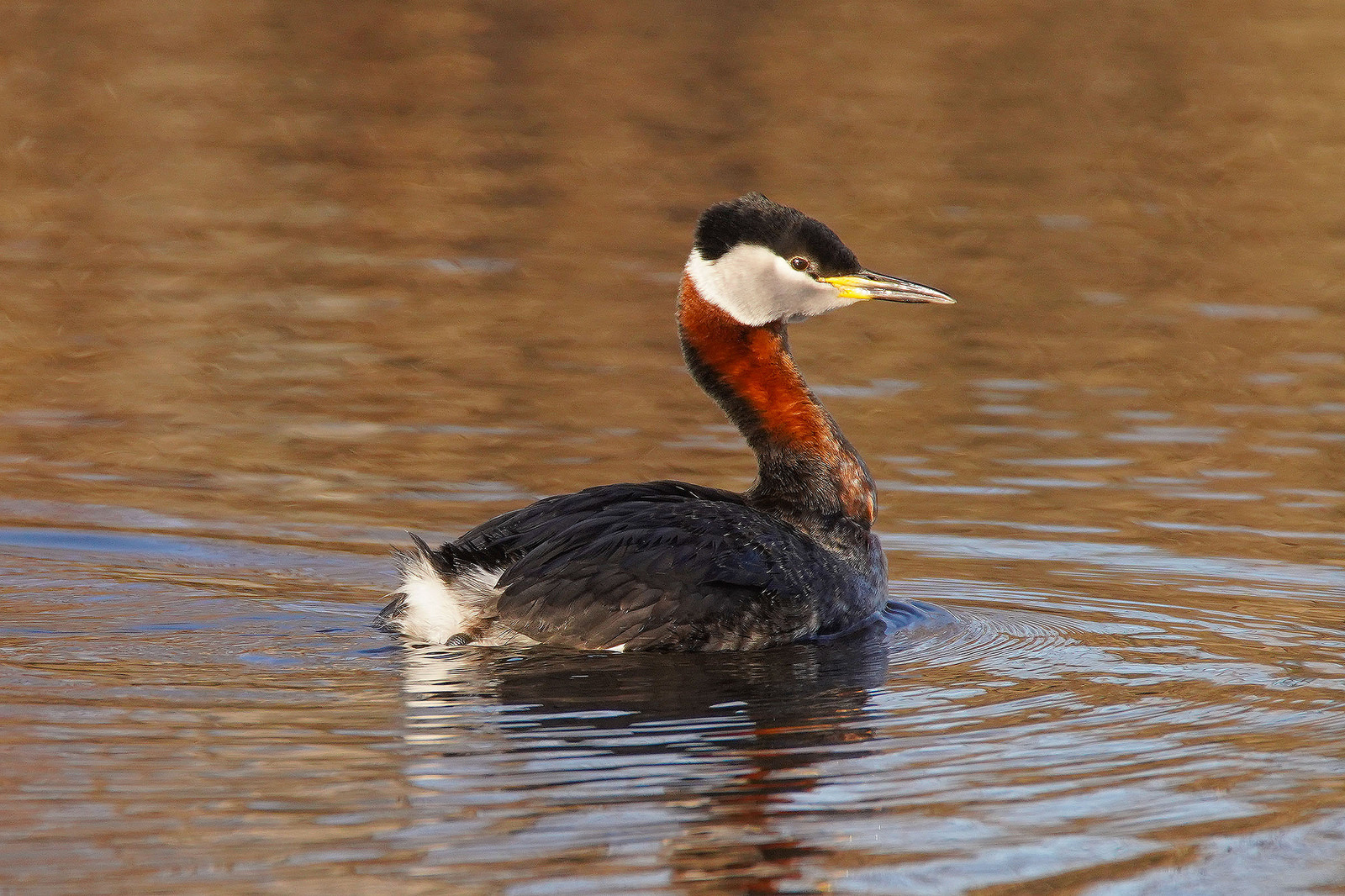 Grebes  (10 Shots)