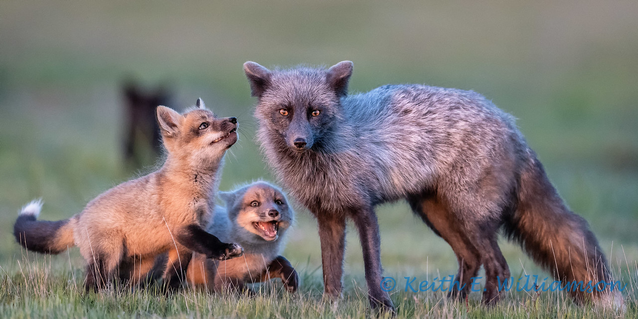 Enjoying the foxes (16 images)