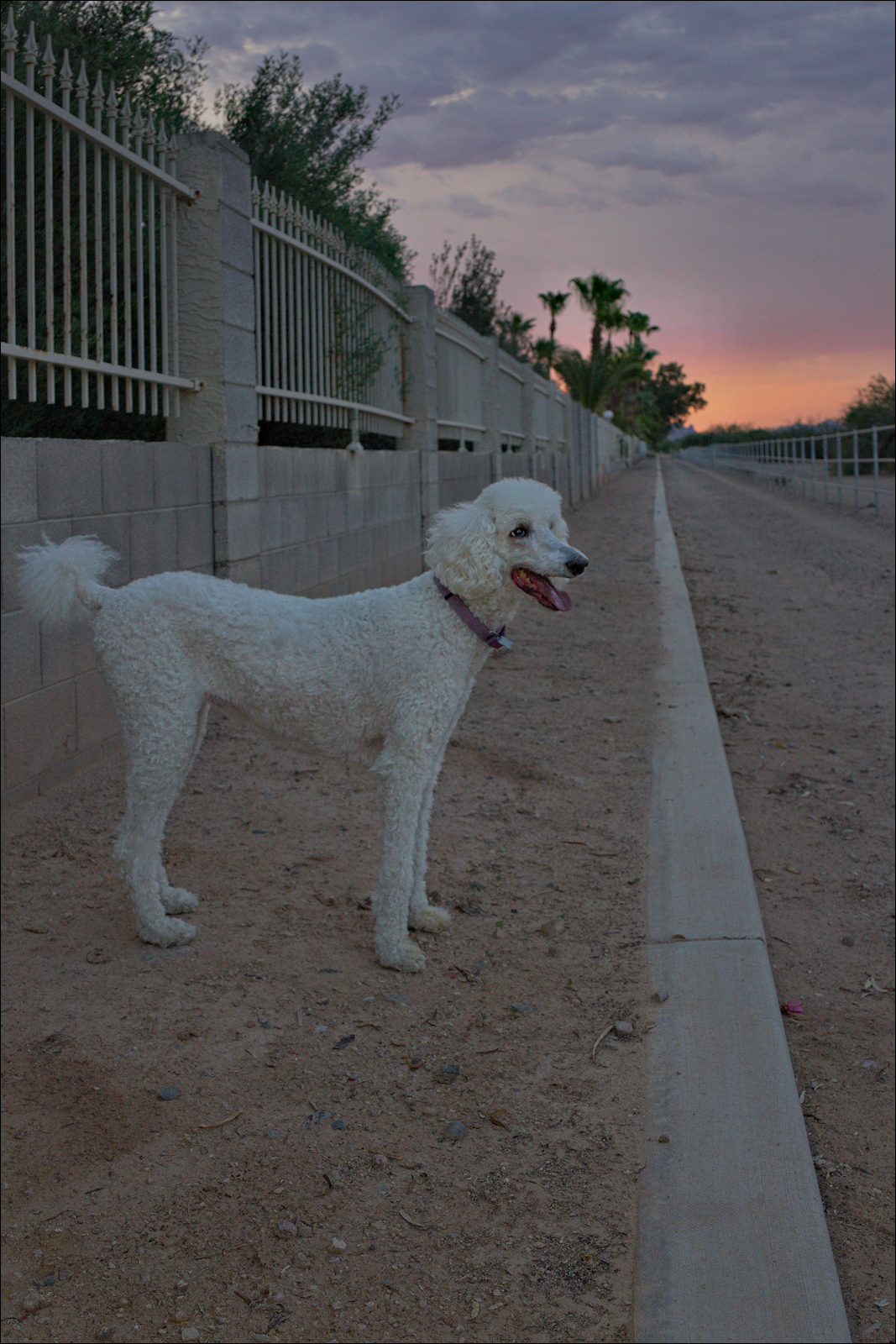 Miss Abby, _before_ sunrise this morning...