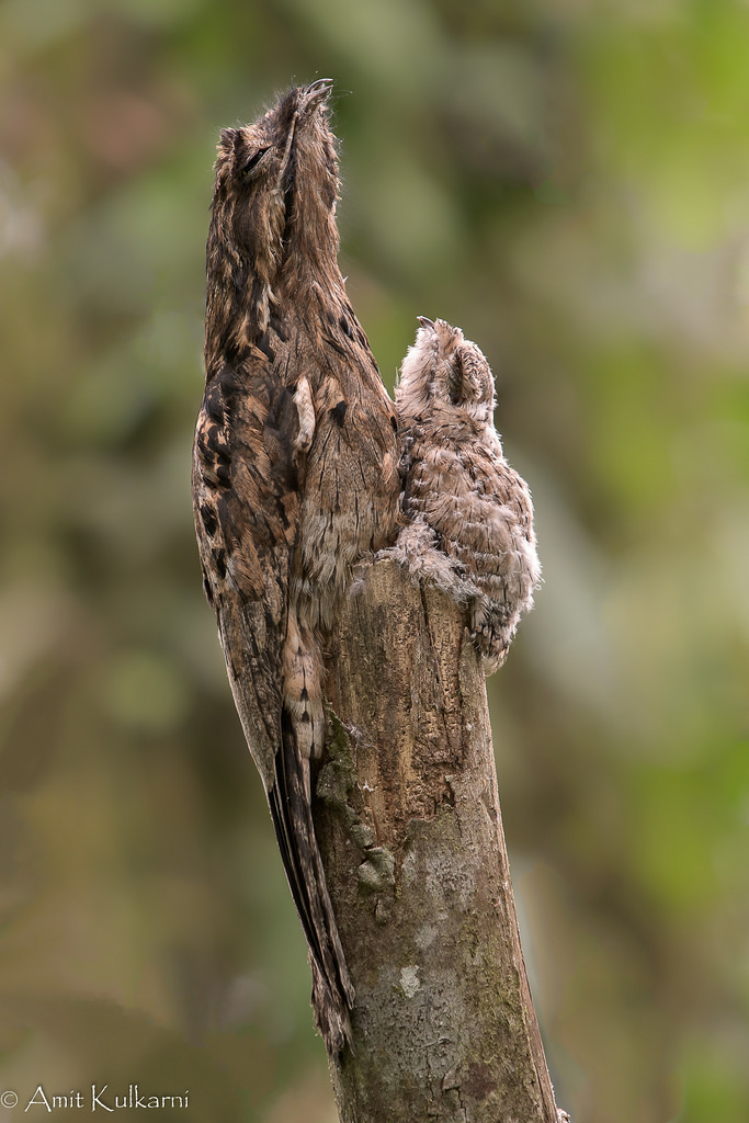 Amazing Birds of Ecuador - Part II