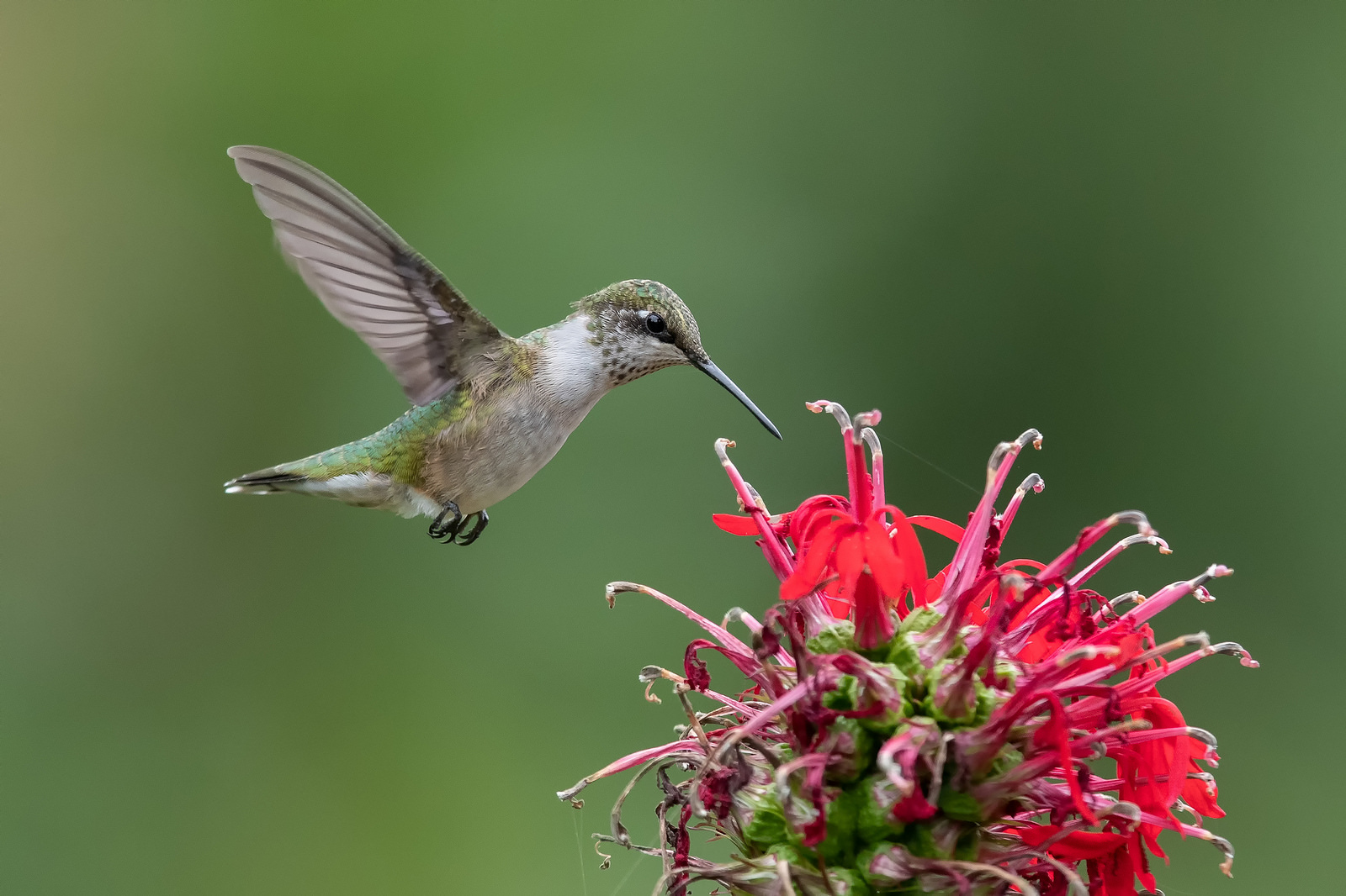 This years Hummingbird Season