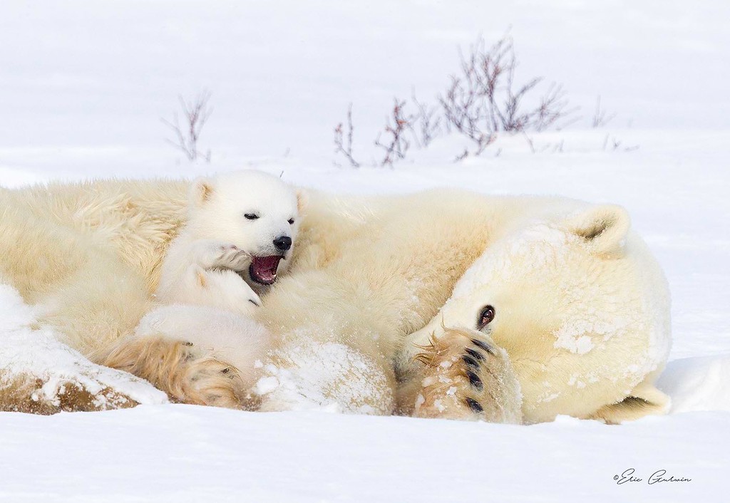 I wait in anticipation....white bears