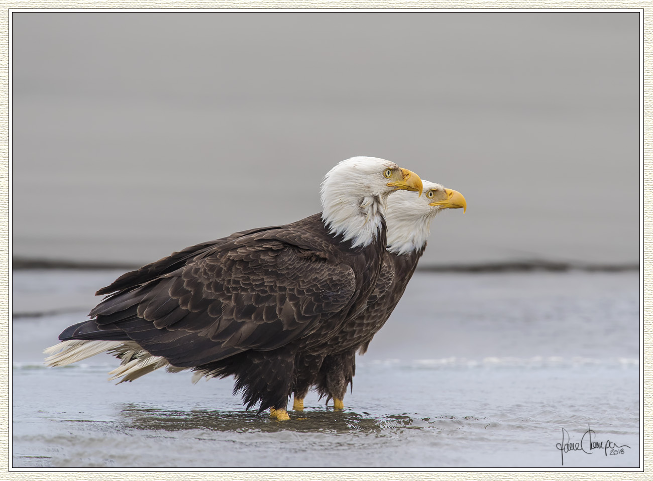 Mr. &amp; Mrs. Eagle