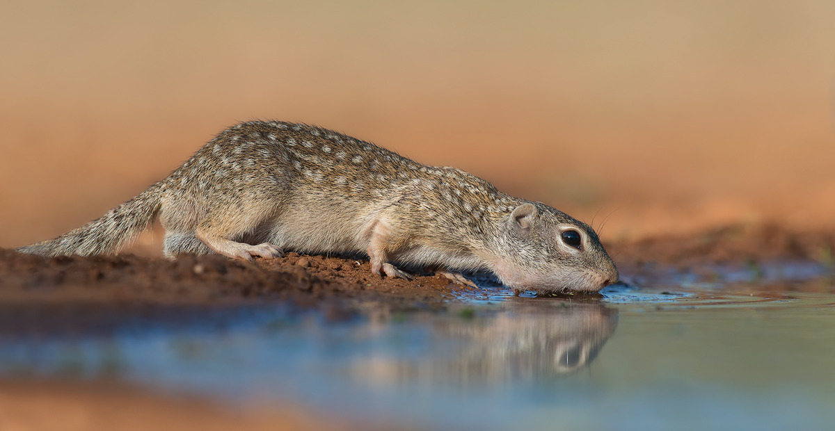 Mexican Ground Squirrels From Texas :)