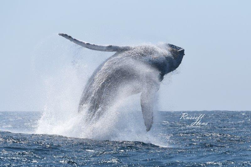 Humpback Whales of Cabo
