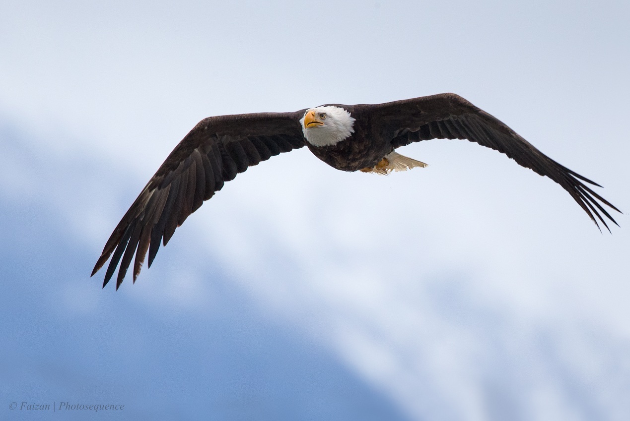 Haines, Alaska, Bald Eagle and more ( 20+ images)