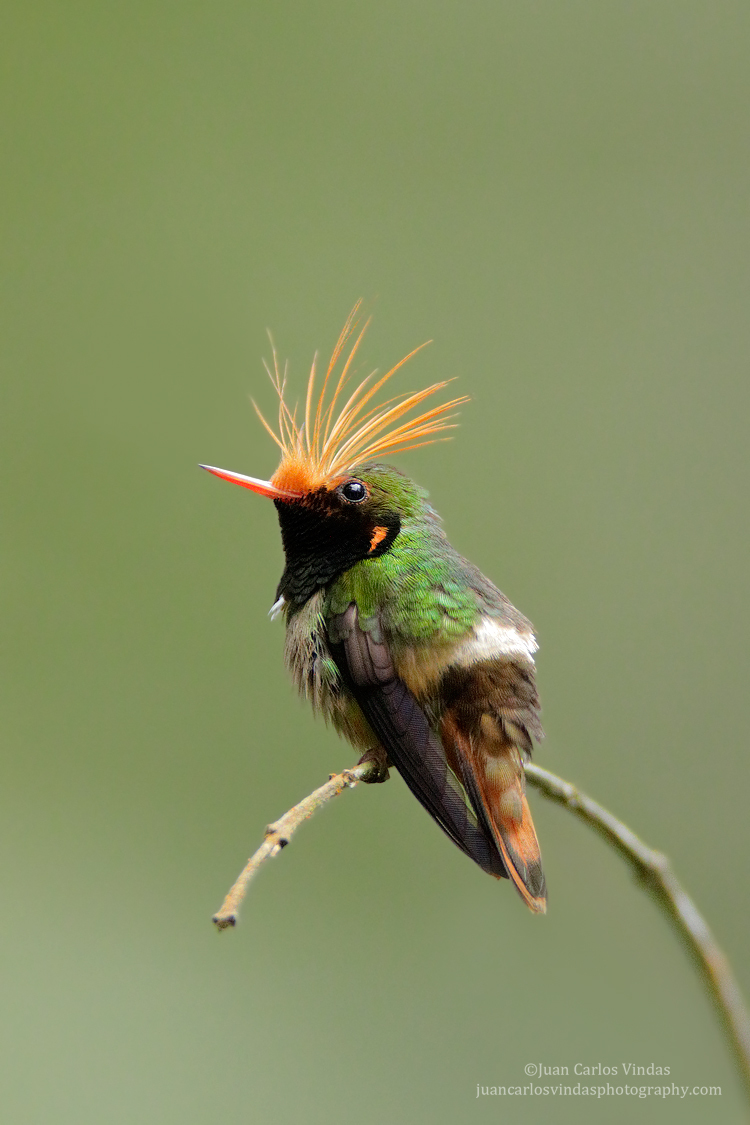 Rufous-crested Coquette