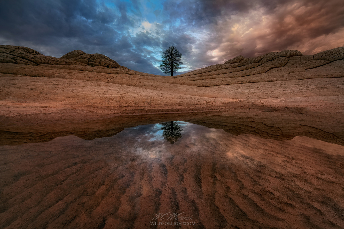 Tree of Life