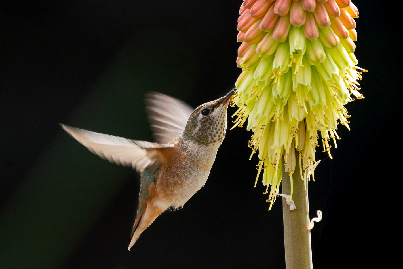 Hummers are back...