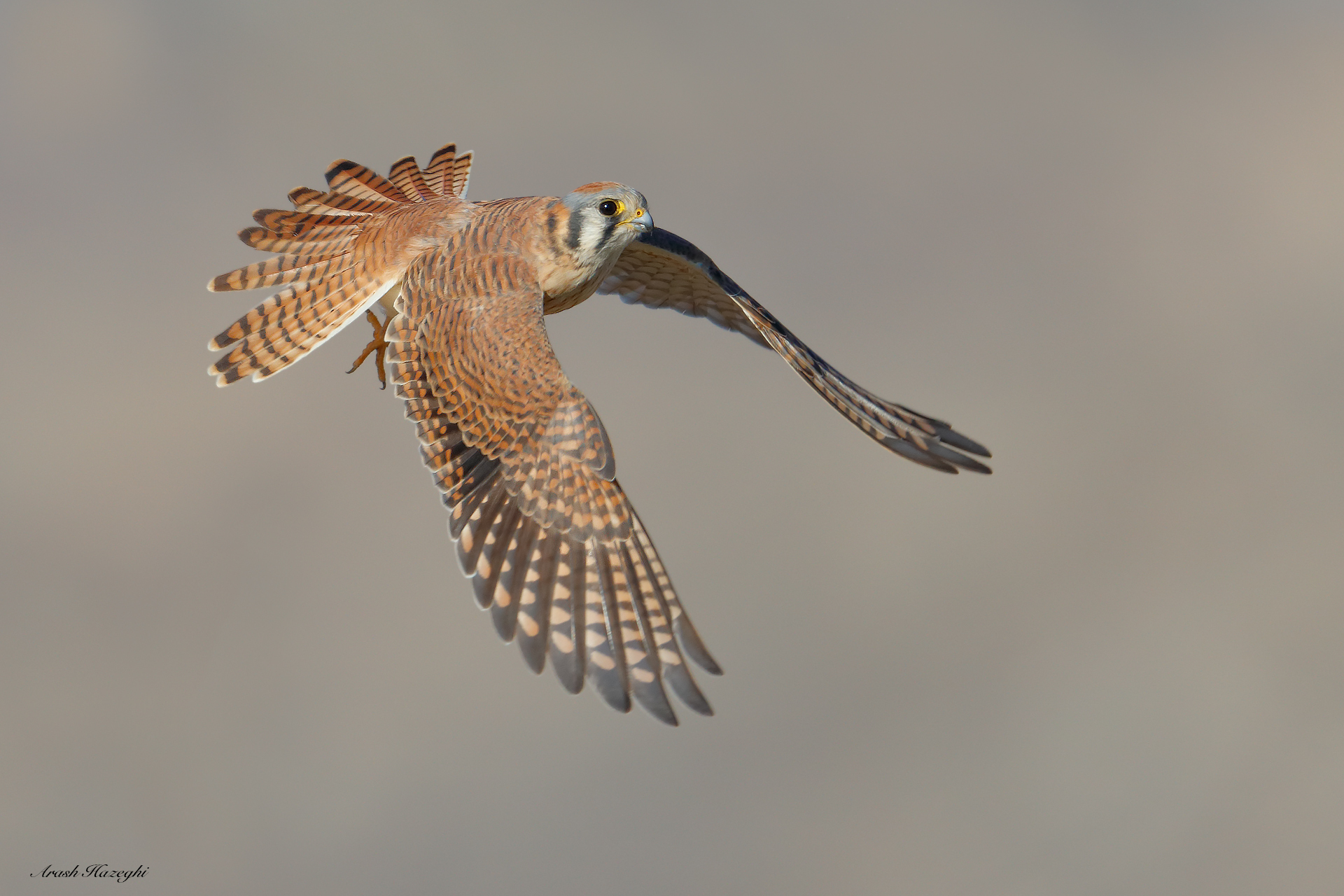 American Kestrel