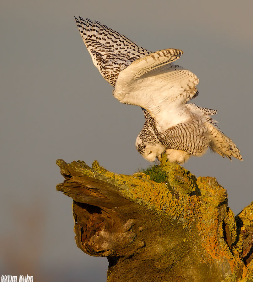 bird, 2 bird, 3 bird, four (5)