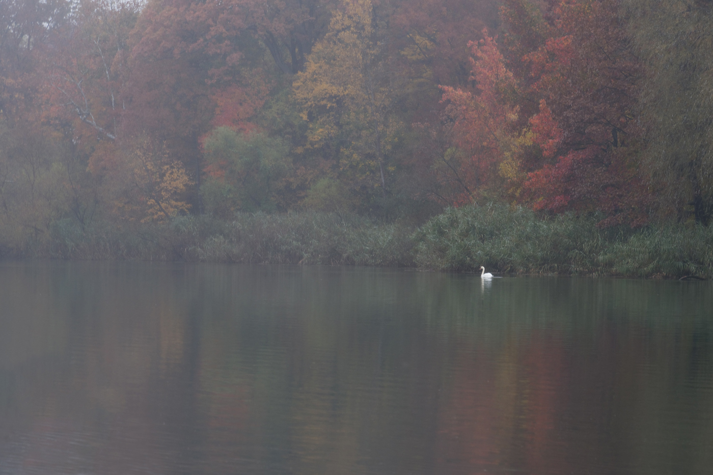Swan on fogy lake