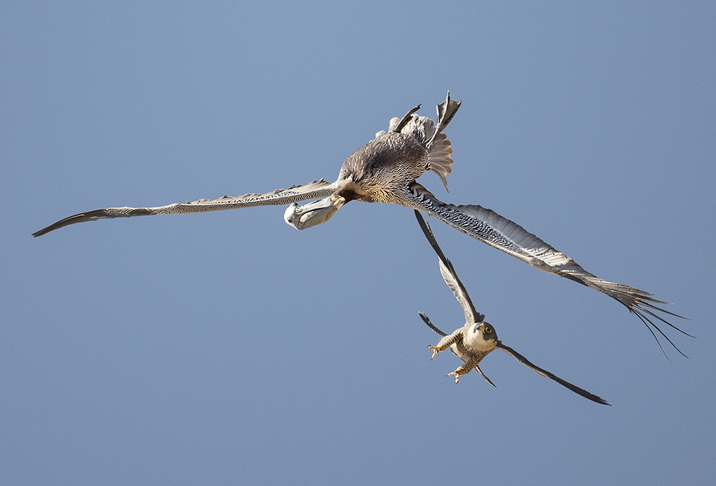 Peregrine Falcon Attacks Pelican In the mid-air