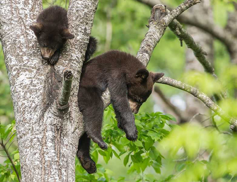 Black Bears and Pileated
