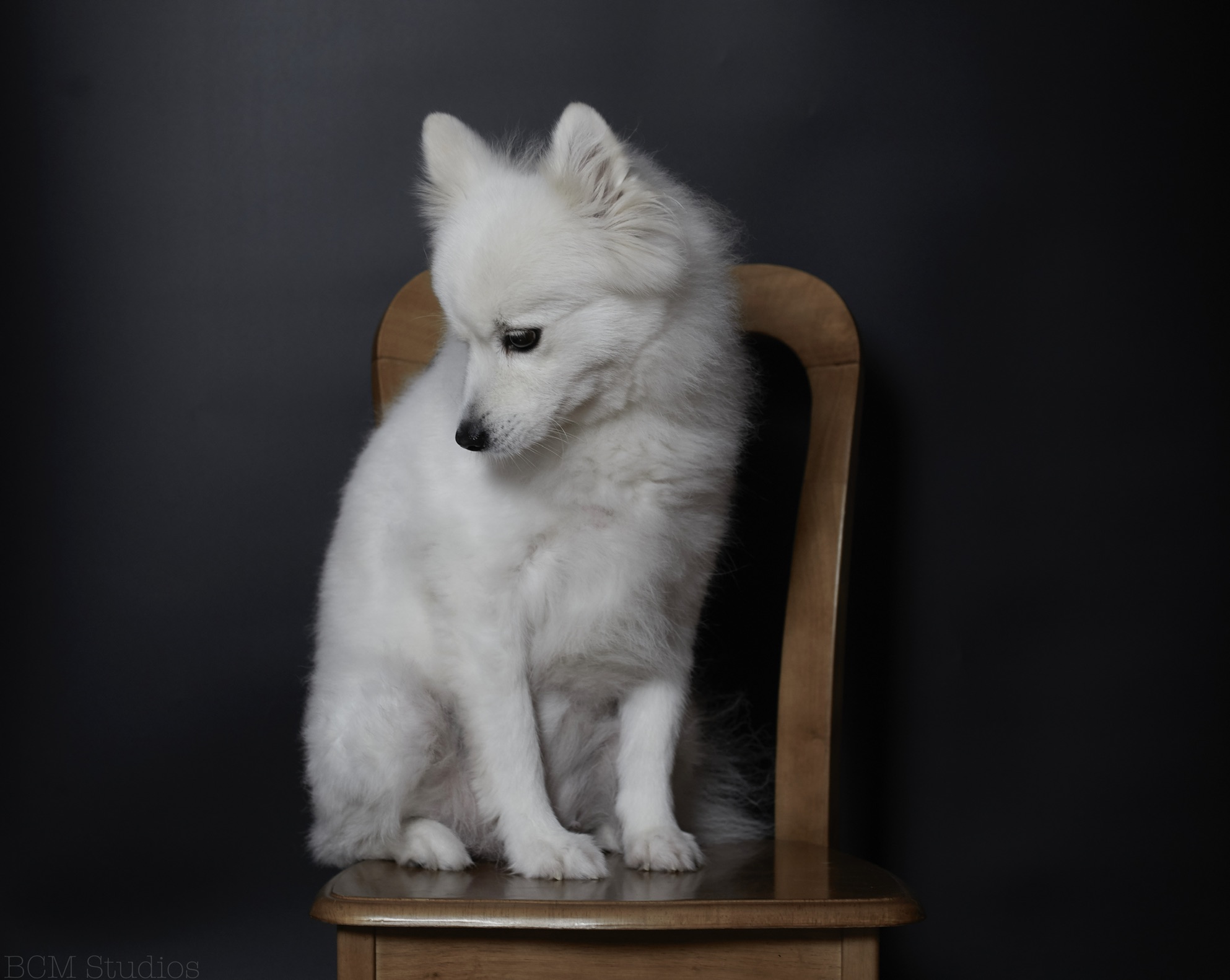 My dog Cherry