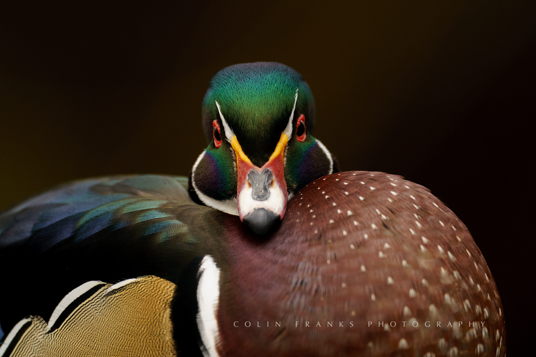 A Day of Ducks