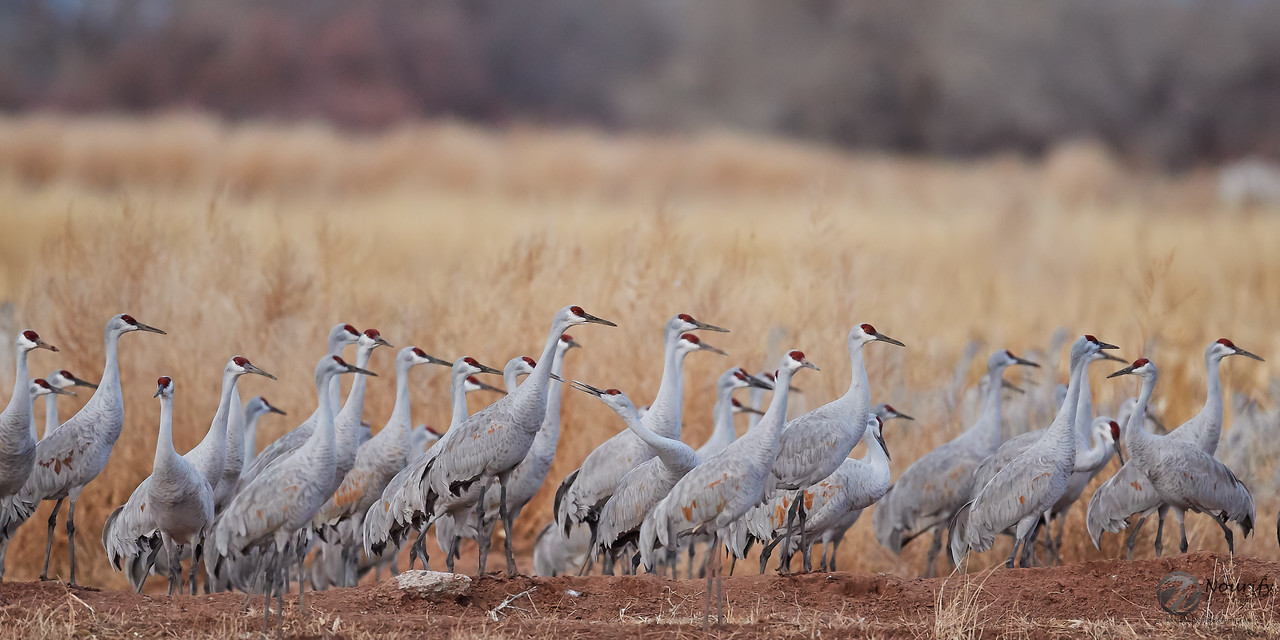 Bosque del Apache - Part 2