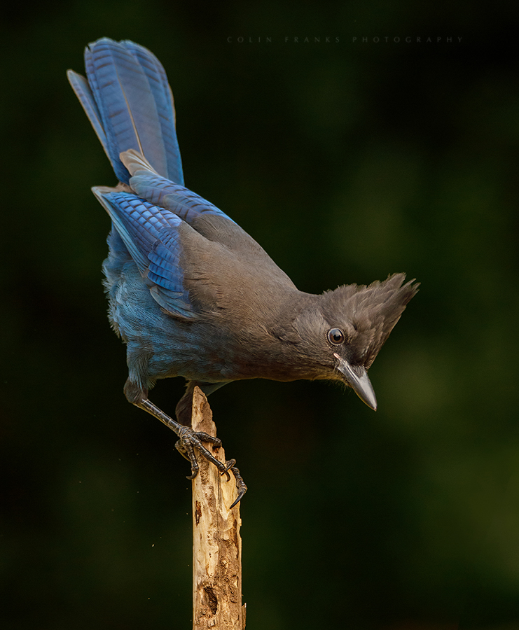 The Steller's Jay