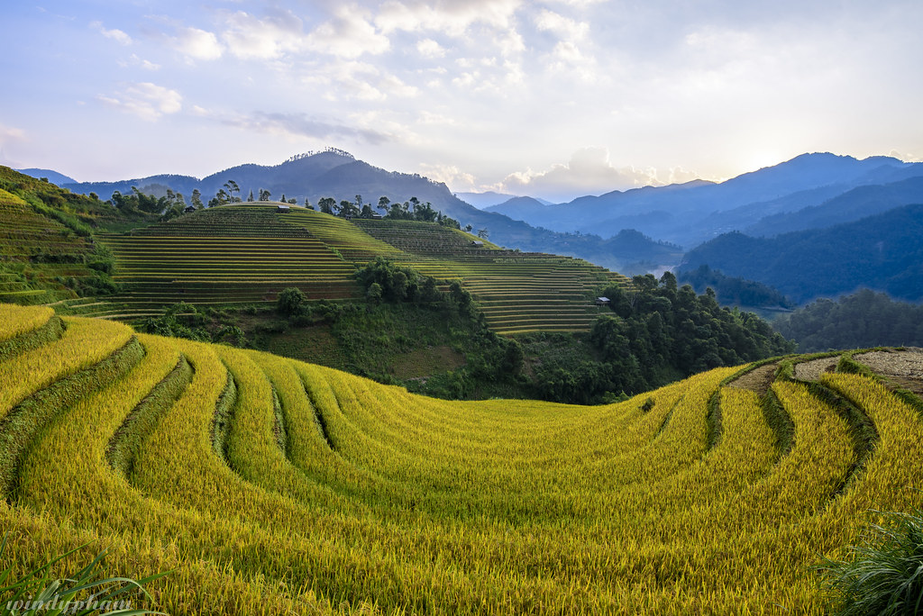 Rice terraces
