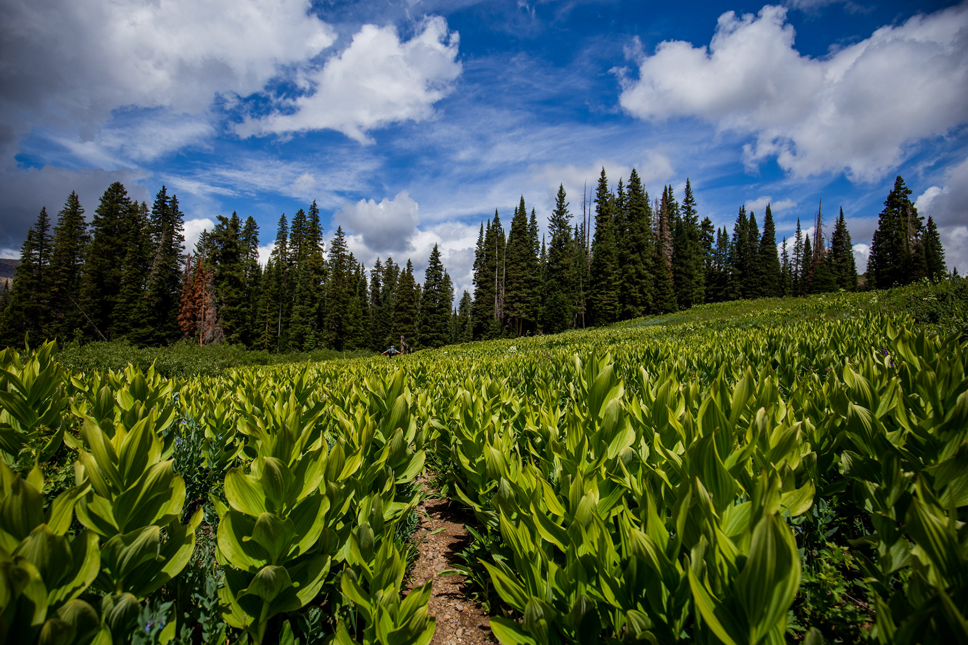 A few images from the 4 Pass Loop in Colorado