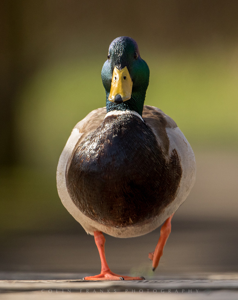 Marvelous Mallards