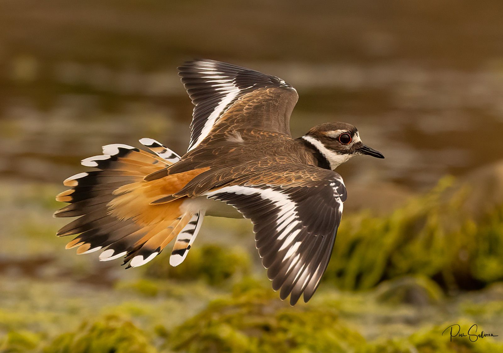 Killdeer