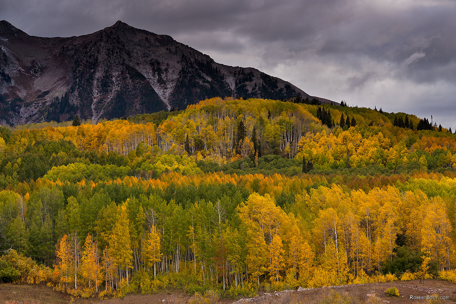 Yellows of the season
