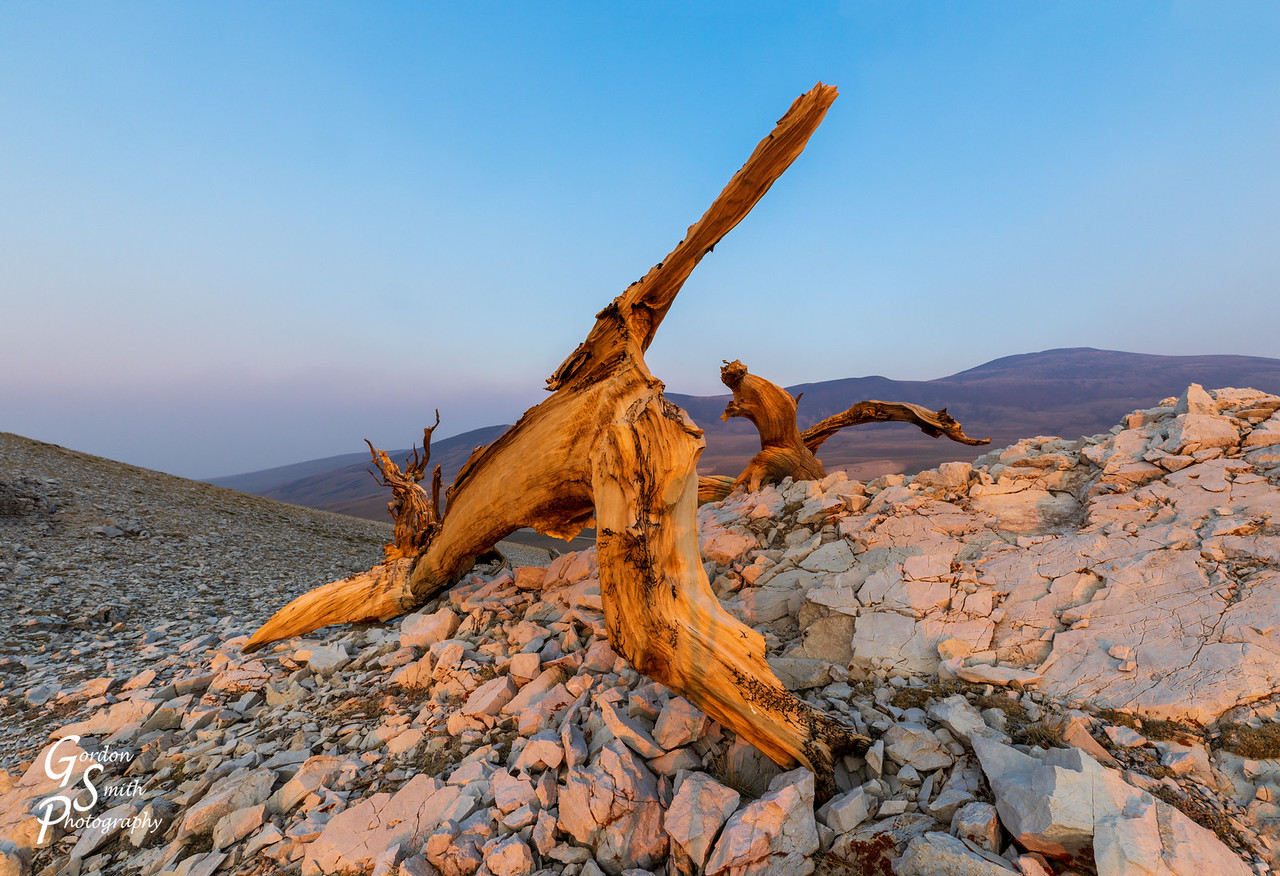 Bristlecone Pines, White Mountains