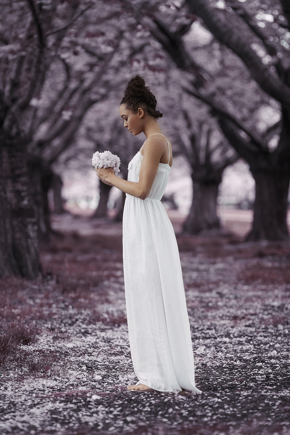 Spring Cherry Blossoms