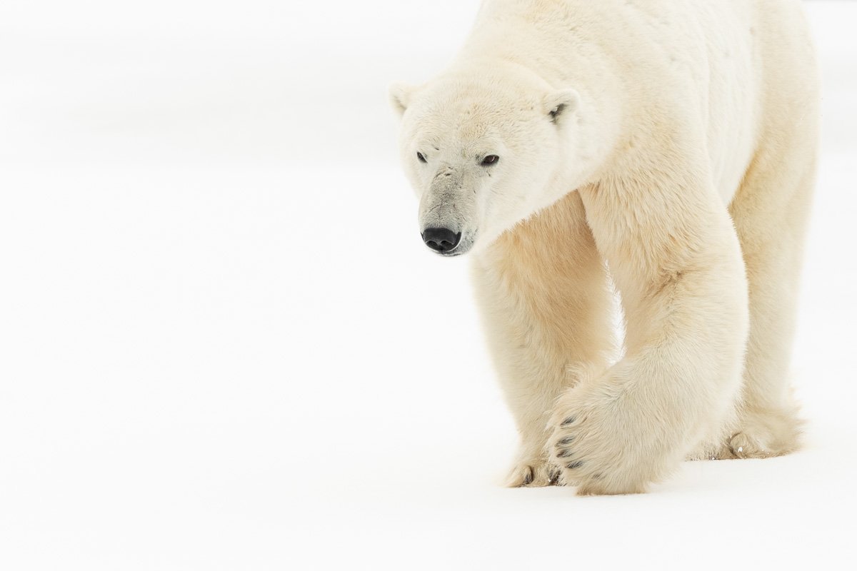Polar Bears of Canada