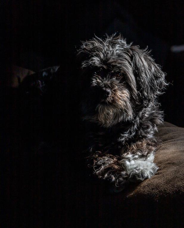 micca the dog