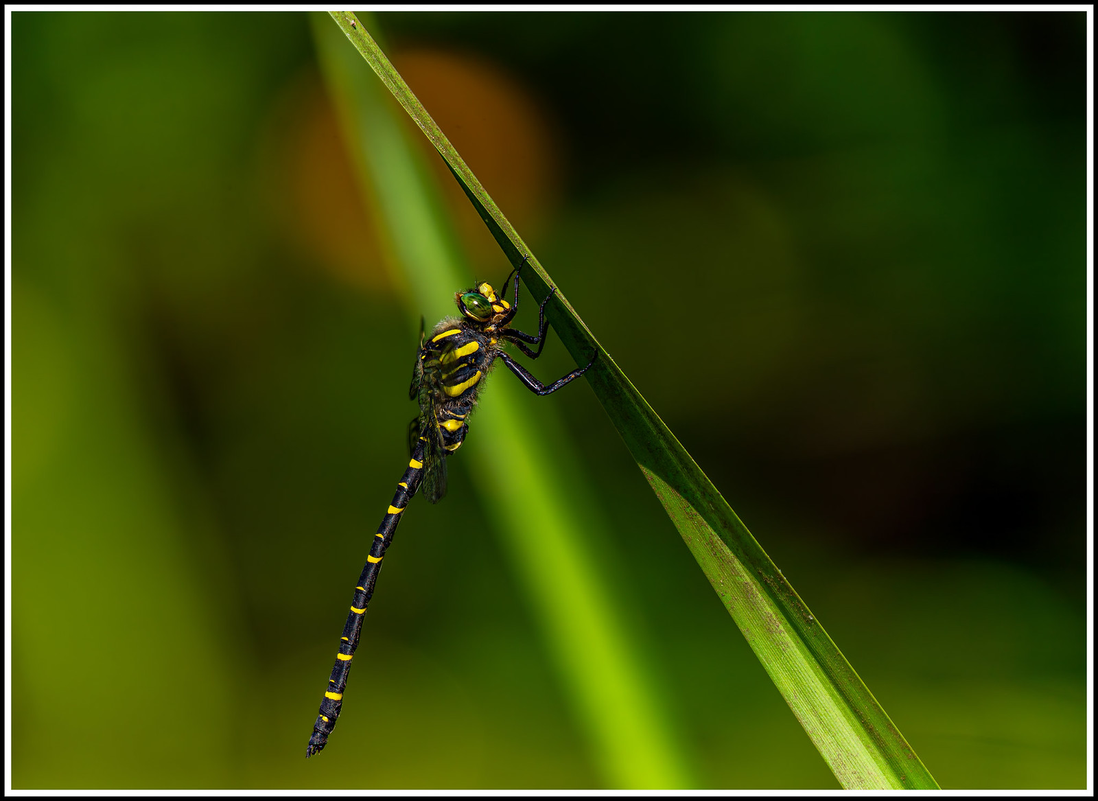 Golden-ringed dragonfly part 3