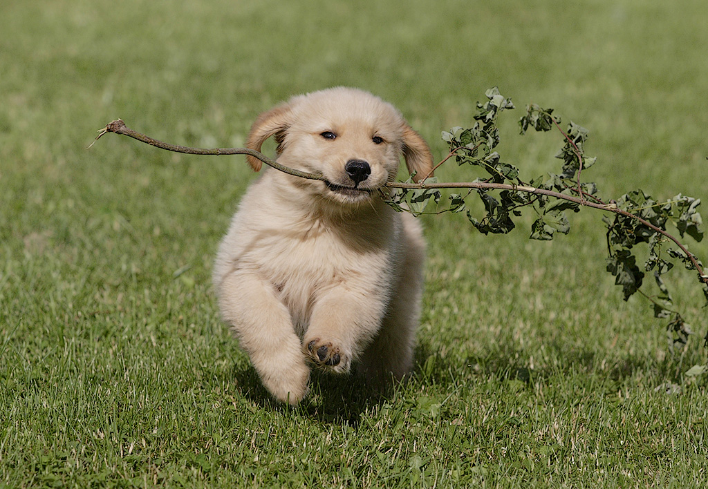 Happy Puppy Day